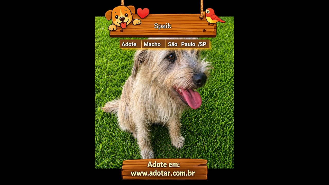 Cachorro raça SRD-ViraLata idade 1 ano nome Spaik