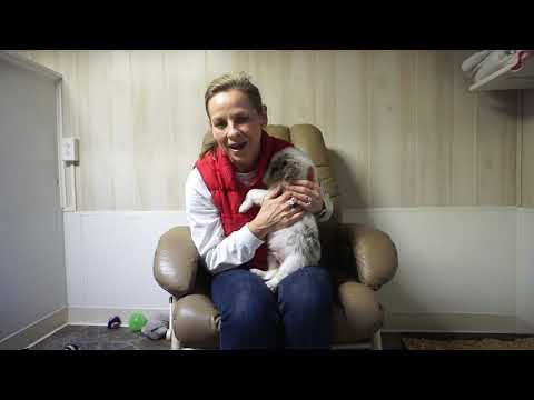 Anna Claire's AussieDoodles at 6 weeks old