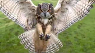 NUTTY SLACK /// BY FILA BRAZILLIA