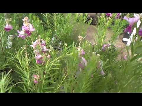 download lagu mp3 mp4 Chilopsis Burgundy, download lagu Chilopsis Burgundy gratis, unduh video klip Chilopsis Burgundy