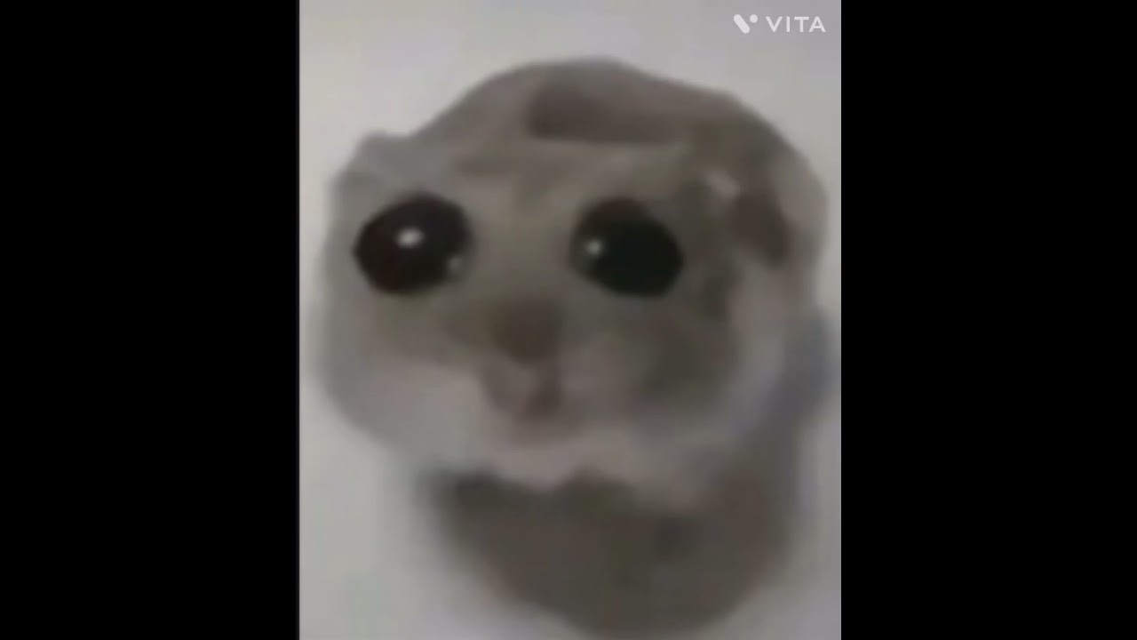 sad hamster #memes #funny #cute