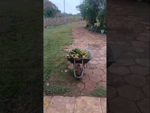 VENDO:Uma chácara 8 mil metros quadrados 5 km de Paranaiguara/Goiás Valor: R$500 mil reais