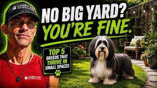 Top 5 Dog Breeds Who Thrive With Small Yards 