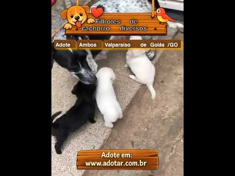 Adote Filhotes SRD Dóceis em Valparaíso de Goiás