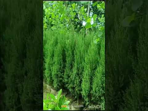 Junipers tree, Whole