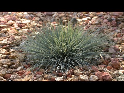 Clearwater Blue Idaho Fescue - Mixing California Native with Non-Native Plants - Ep11