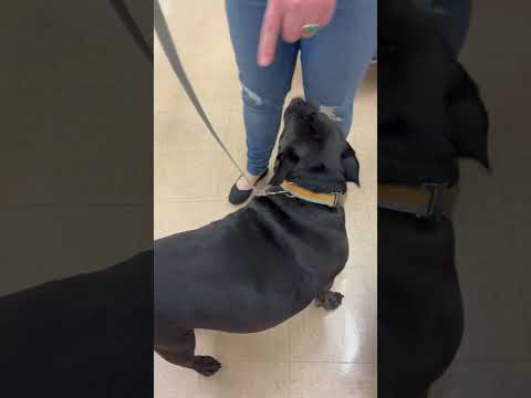 Beautiful dog 🐕 #puppy #dogtraining #dogmom #shorts #shortvideo #funny