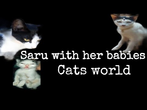 Cats show | Saru with her babies| cats world brahmavara