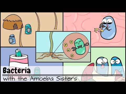 Bacteria (Updated)