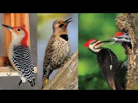 image-How fast is a woodpecker?