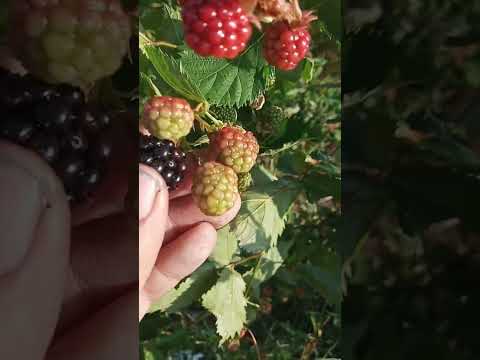 Kupina, Triple crown 👑