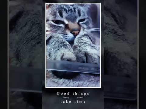 💗Сats motivators: Good things take time #short #shortvideo #shortscatsvideos #cats #cat #cutecats