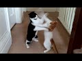 Cat Fight Compilation Video