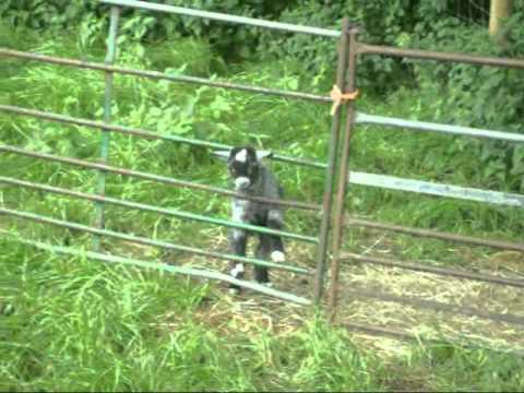 Jade Cocoon (Mahbu's Song) - Gnotknormal