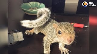 Rescued Baby Squirrel Is Queen Of Her New Home | The Dodo