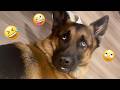 These Funny Dogs Will Make Your Day Better 🤣🐶 FUNNIEST DOGS video 2026 #14 DEFAULT Thumbnail