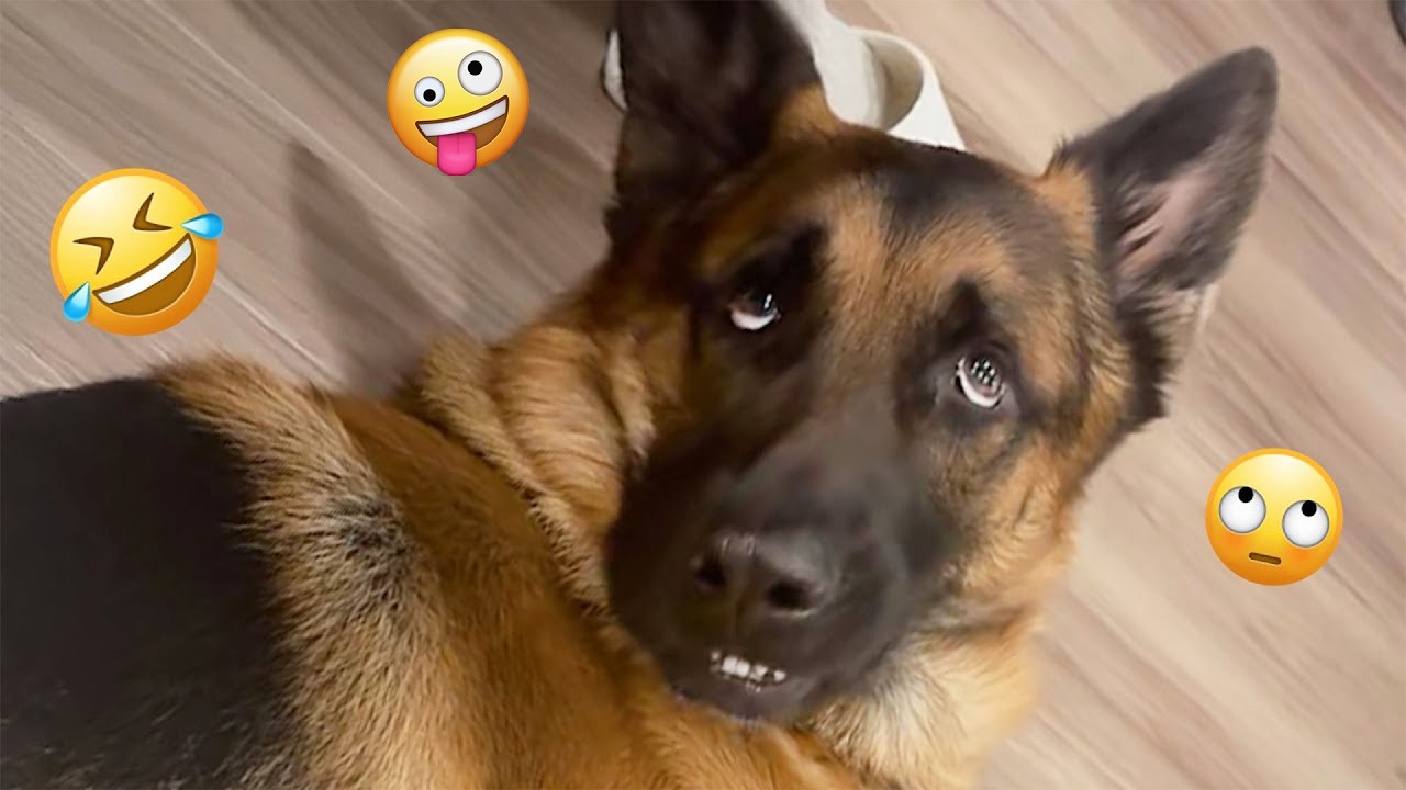 These Funny Dogs Will Make Your Day Better 🤣🐶 FUNNIEST DOGS video 2026 #14