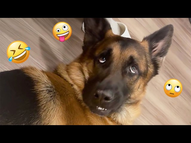 These Funny Dogs Will Make Your Day Better 🤣🐶 FUNNIEST DOGS video 2026 #14 SDDEFAULT Thumbnail