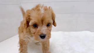 ハーフ犬の動画01