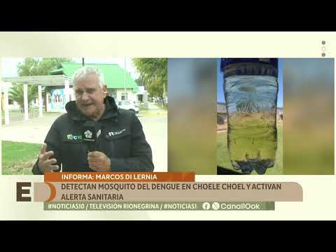 Detectan mosquito del dengue en Choele Choel y activan alerta sanitaria