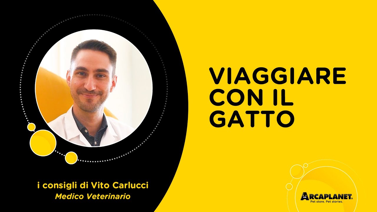 È meglio portare il gatto in vacanza o lasciarlo a casa | Le risposte del veterinario | Arcaplanet