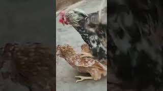 Download lagu ayam berkembangbiak/ayam kawin mp3