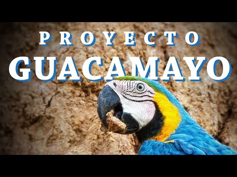 El Proyecto Guacamayo | Documental