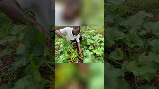 United we stand and divided we fall. Let’s unite farmers and please subscribe.