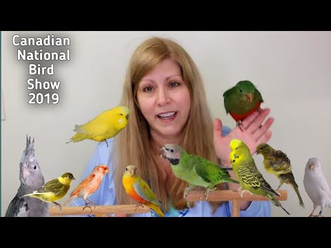 download lagu mp3 mp4 Cage Bird Shows 2019, download lagu Cage Bird Shows 2019 gratis, unduh video klip Cage Bird Shows 2019