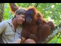 Crocodile Hunter Steve Irwin Has Emotional Encounter With Mother Orangutan