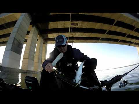 mulloway monday 161017