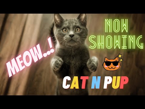 Funny Cat Videos for laugh Clip #2....CAT n PUP....