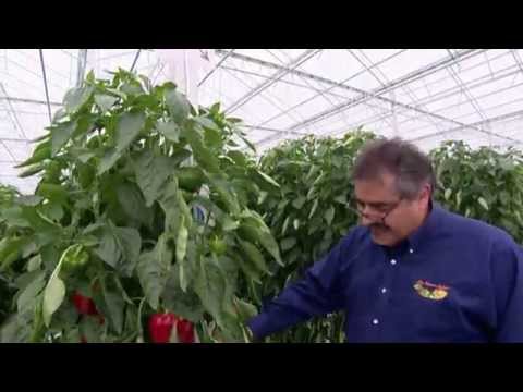 Par dessus le marché! Les Poivrons VÔG! Serres Lefort