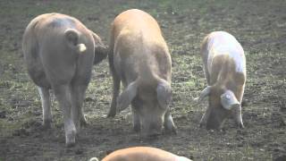 preview picture of video 'Pig-Watching in der Frühe'