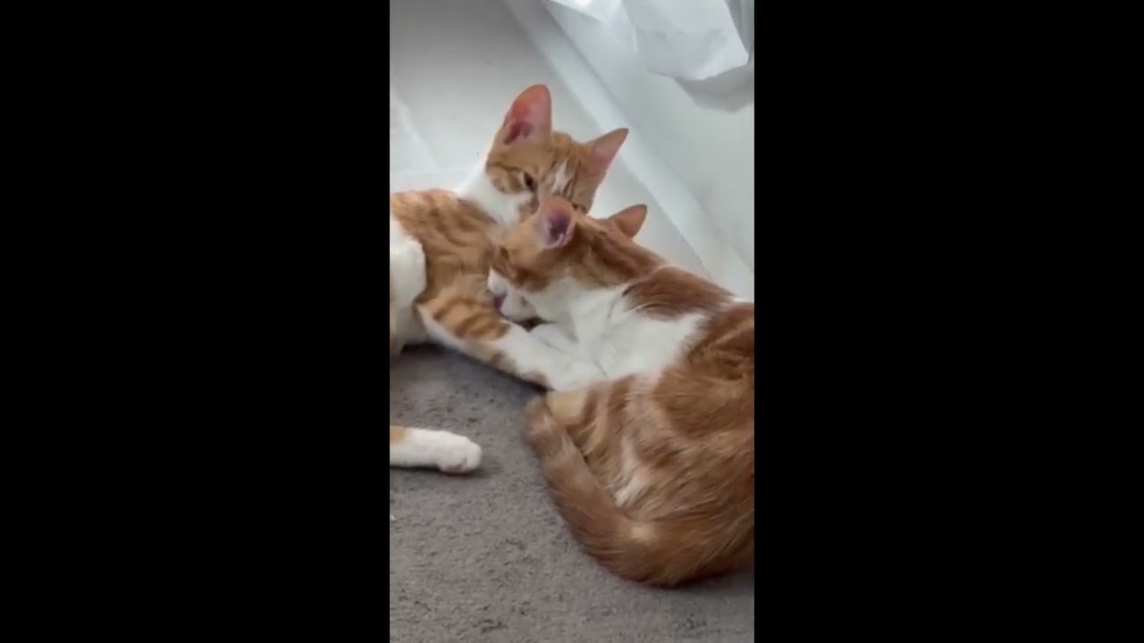 Enlarge Max (bonded with Violet), an adopted mixed breed in Toronto, ON video 3/6