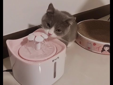 Munchkin British Shorthair - #Kitten drinking from water fountain | How Cats drink water | Hydration