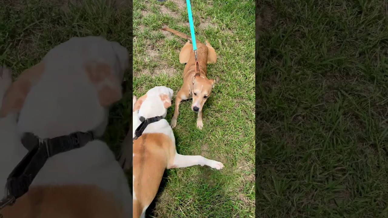 Bolt, a ADOPTABLE Mixed Breed in Albany, MO video 6/6