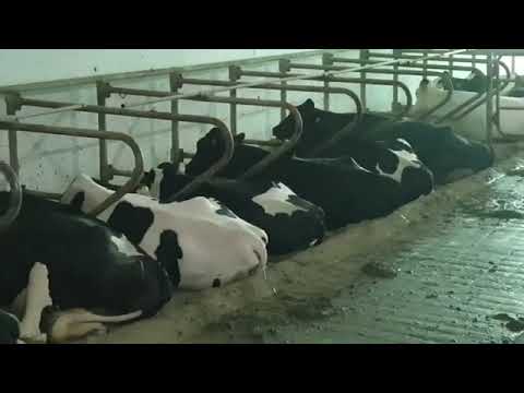 tunnel ventilation is the way forward ,milk in summer is the only way to make  dairy profitable