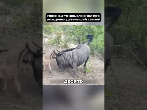 Удары мамы, которые спасают 👶 #материнство #жизнь #животные