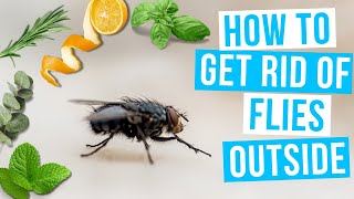 How to GET RID OF FLIES OUTSIDE naturally!