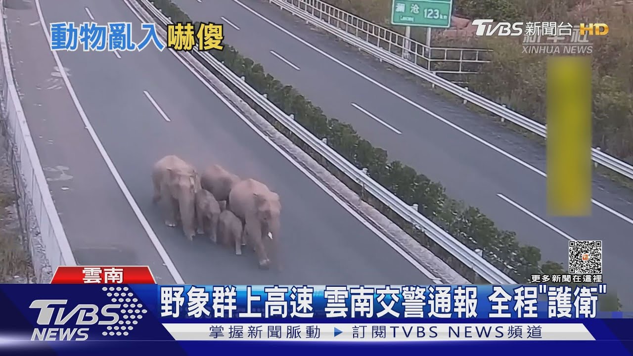 野象群上高速　雲南交警通報全程「護衛」