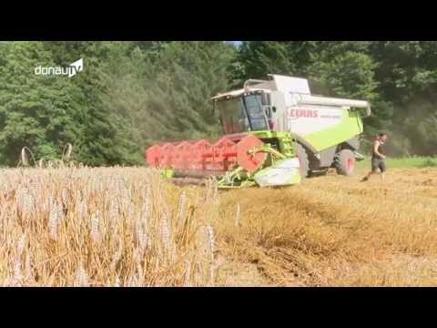 Zuviel des Guten – Regen macht regionalen Landwirten bei Getreideernte zu schaffen!
