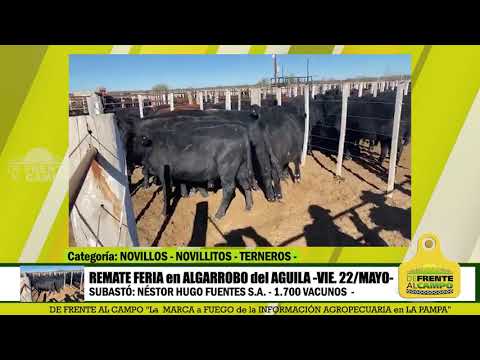 DE FRENTE AL CAMPO junto al SECTOR  -REMATE NHF SA - VIERNES 22- ALG. DEL AGUILA - PARTE 1-