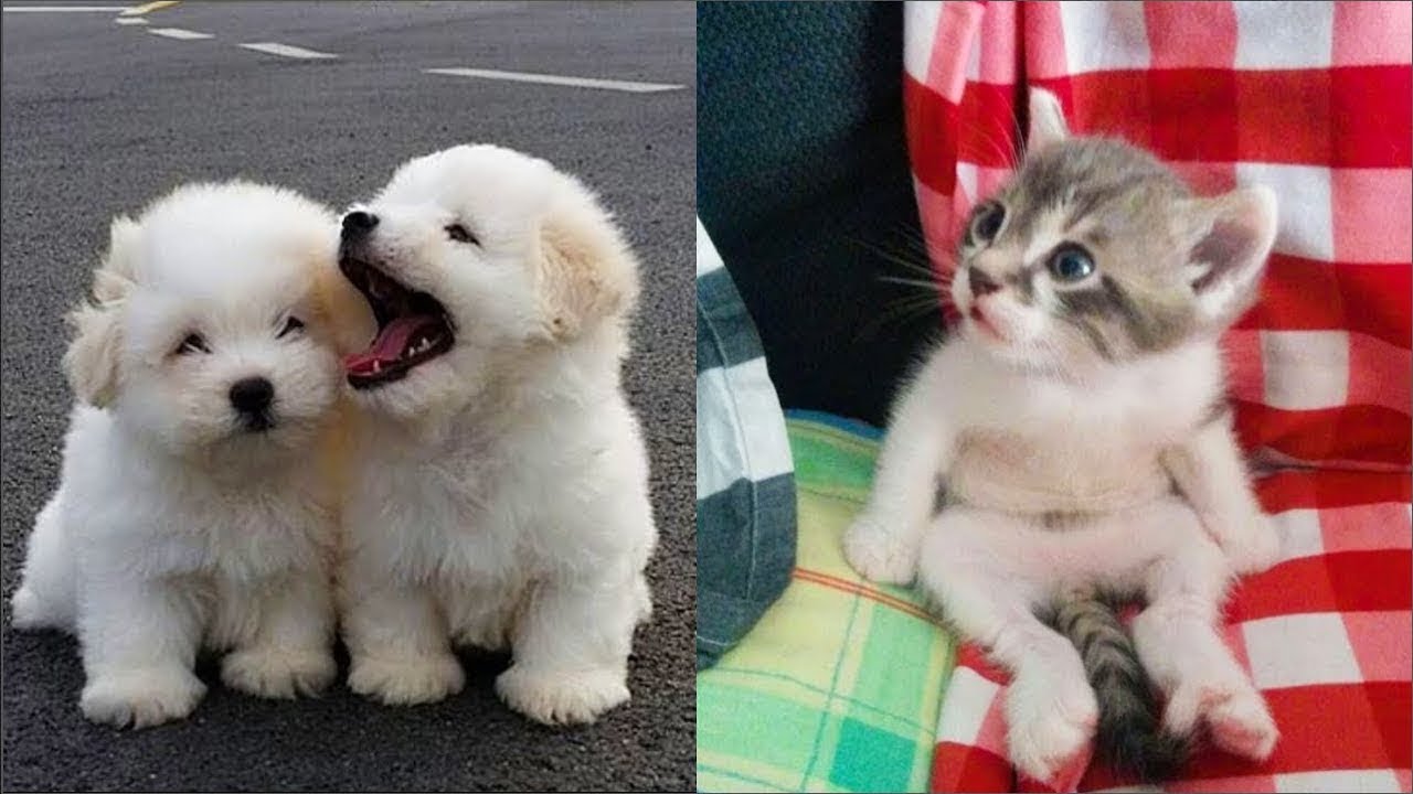 Cute Baby Animals Videos Compilation 2019