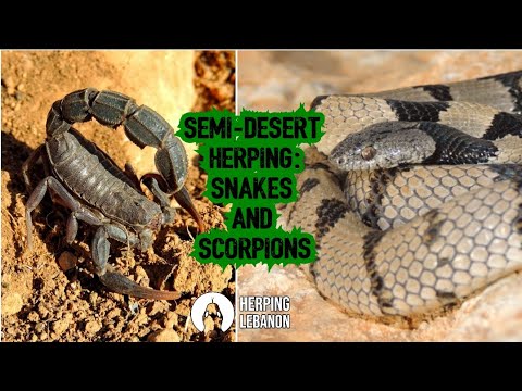 Semi-desert Herping 2022: Snakes and Scorpions