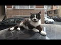Tuxedo Cat With Black Painted Moustache Sitting Over The Car
