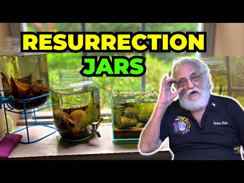 Master Aquarist Secret For Growing Live Food in Your Aquarium