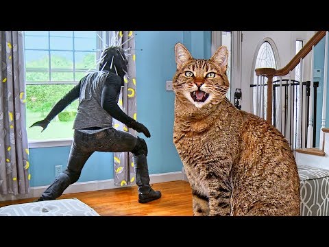 Cat Tested To See Whether He'd Defend Home During Home Invasion - Mean Kitty Reacts