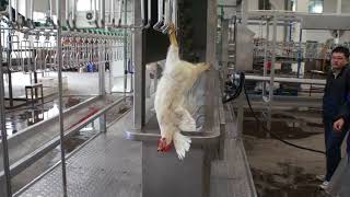 automatic  500bph compact chicken slaughterhouse