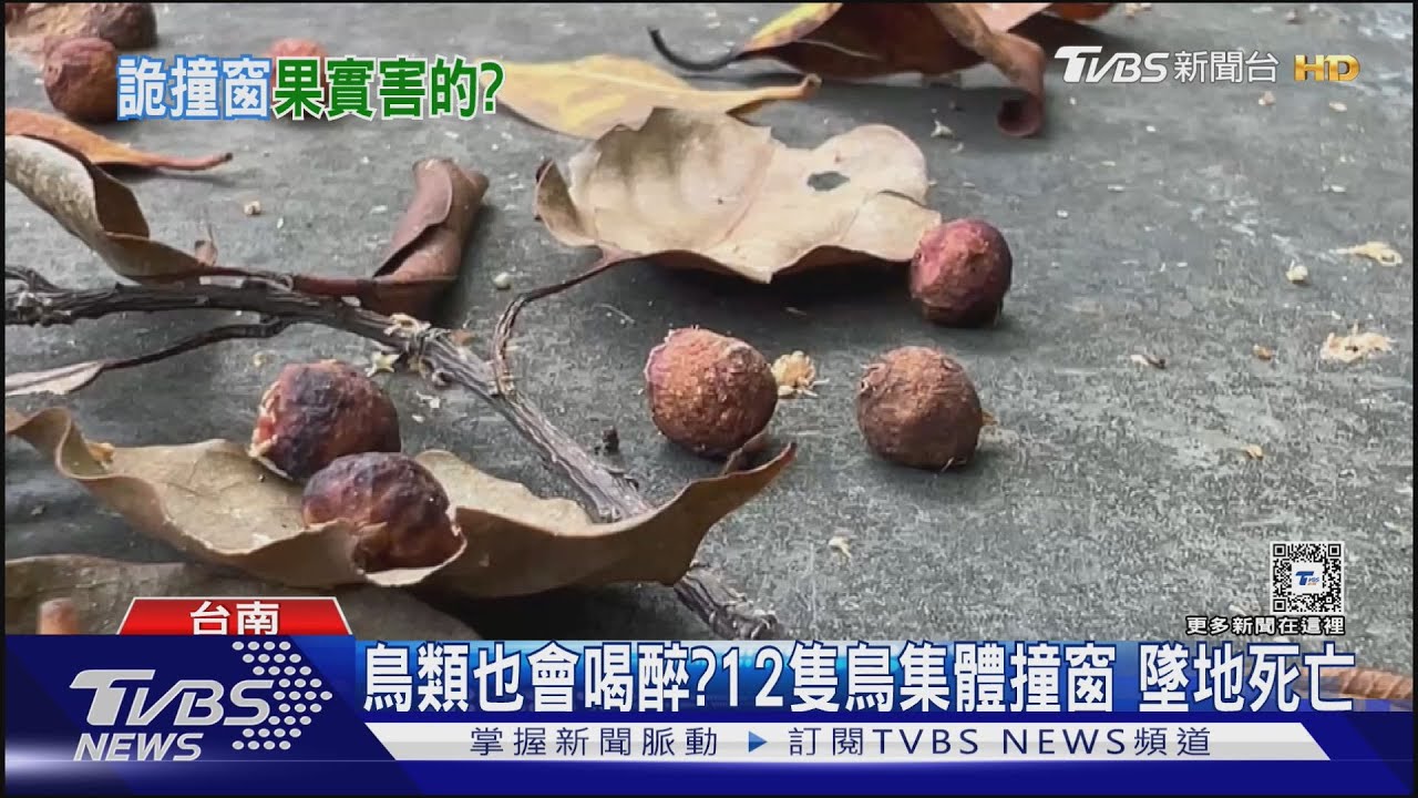 鳥類也會喝醉?12隻鳥集體撞窗 墜地死亡